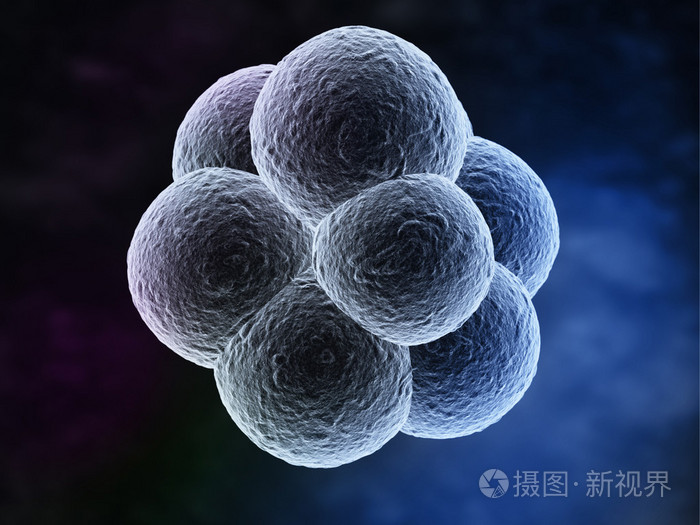 人体胎盘素作用备孕_鹰嘴豆对女性备孕的功效与作用_备孕能吃新鲜羊胎盘吗