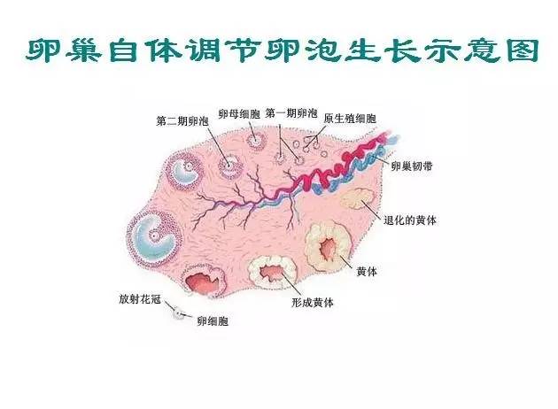 围绝经期 备孕_女性围绝经期的保健_围绝经期的白带症状