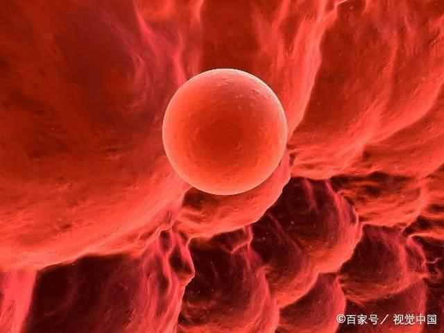 备孕期间如何计算排卵期呢？备孕的最好时期