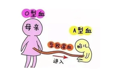什么是ABO溶血？溶血病有那么可怕吗？