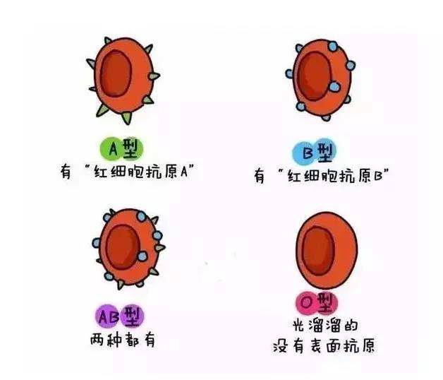 abo溶血检查需要父亲的血吗_备孕需要检查abo溶血吗_准备备孕需要做的检查