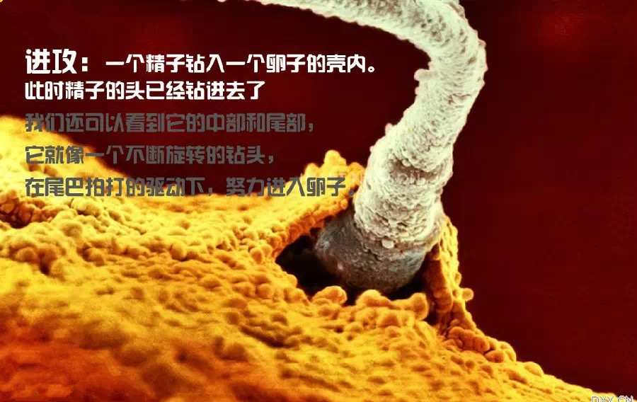 高龄备孕 二胎_高龄妇女备孕指南_高龄爸爸备孕