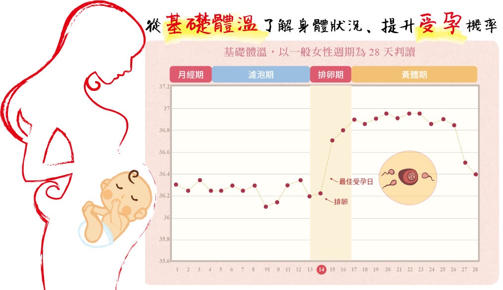 2019年备孕月份表_体温表 备孕 表_备孕中体温上去吃黄体酮