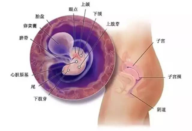 怀孕15周了胎儿稳定了吗