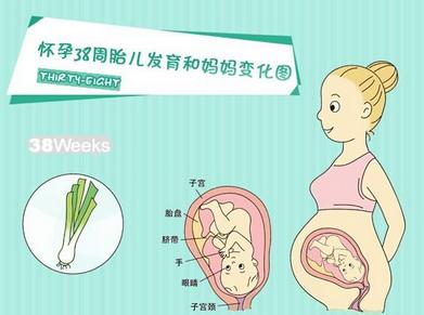 15周看不到小鸡确定是女孩吗