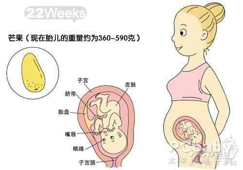 怀孕14周身体变化