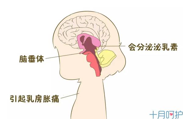 怀孕12周怎么一点肚子也没有