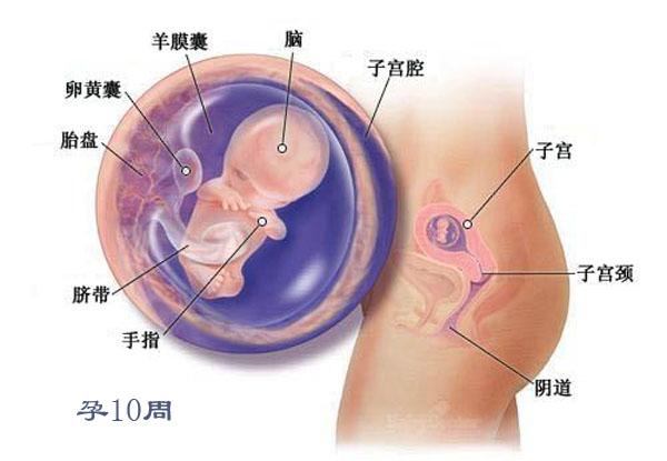 12周了宝宝靠什么长大