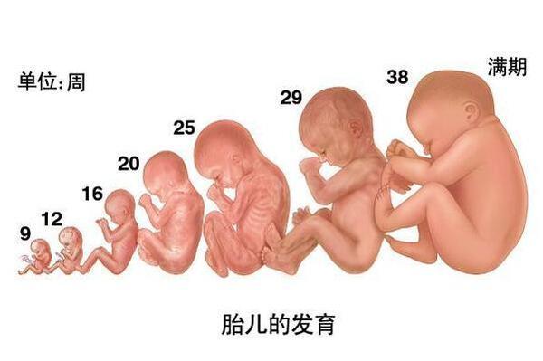 怀孕3周宝宝什么样子