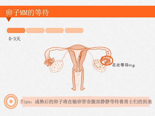 怀孕3周受精卵着床了吗