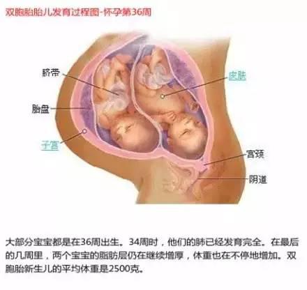 11周胎儿在腹部哪里