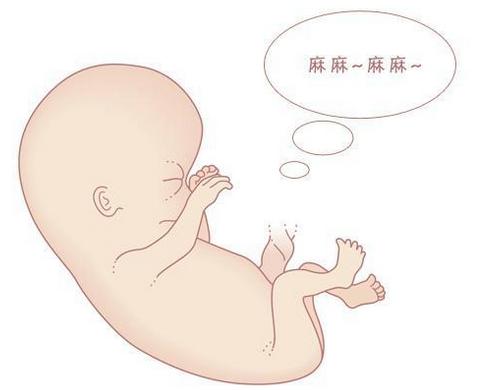 18周胎儿胎动位置示意图