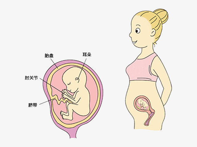 胎儿8周在腹中图片
