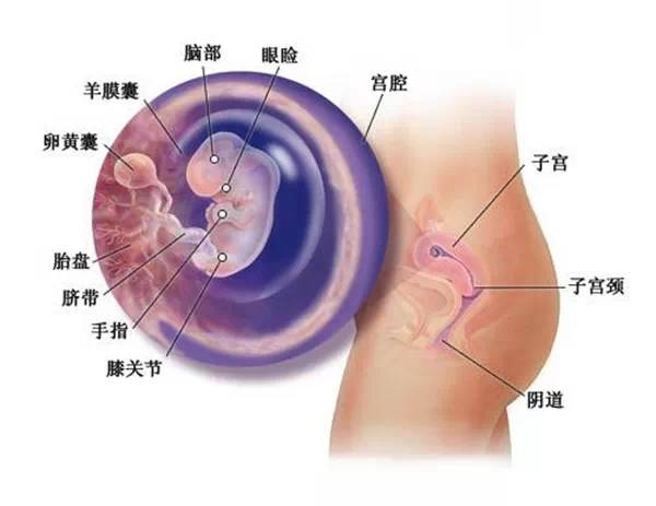 怀孕11周胎儿生长速度