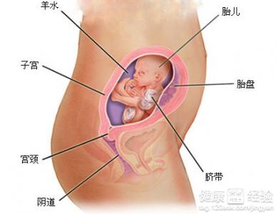 怀孕12周5天胎儿会动吗