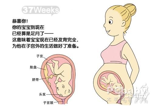 16周胎儿睾丸彩超图片