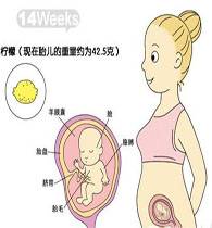 22周胎儿在腹中图片
