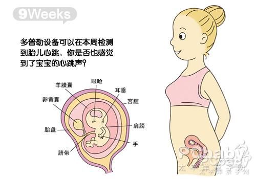 23周胎儿小鸡长啥样