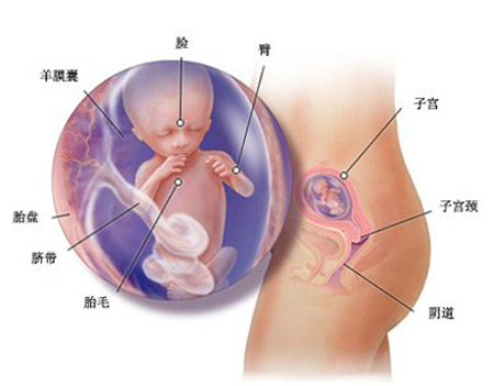 孕27周胎儿清晰图