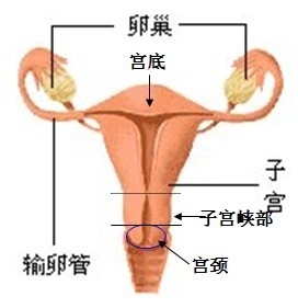 怀孕29周子宫的样子