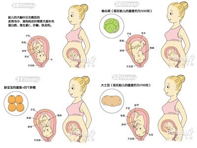 32周胎儿发育标准尺寸