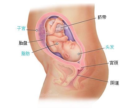 怀孕36周胎儿入盆图