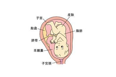 孕38周胎儿在宫内图片