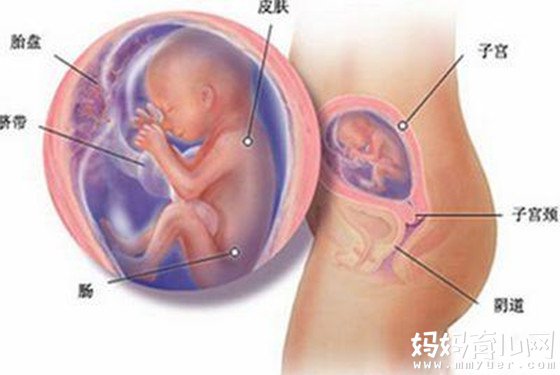 怀孕五个月肚子到底有多大 一张图让你秒懂！