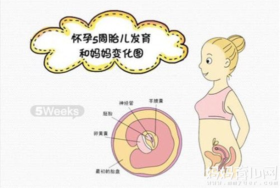 怀孕两个月胎儿图 解秘怀孕两个月胎儿什么样子