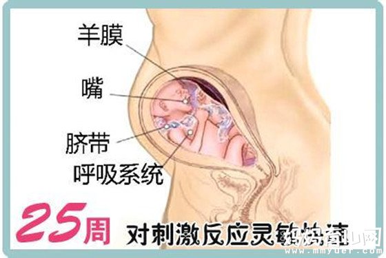 一张怀孕七个月的胎儿图 解秘7个月胎儿的发育情况