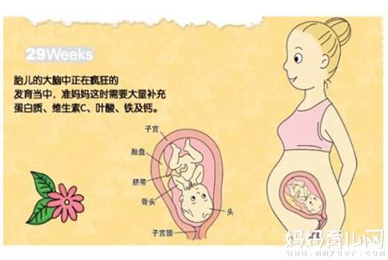 怀孕8个月胎儿发育图片 29-32周胎儿发育详图（附图片）