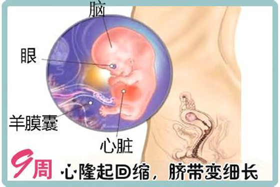 怀孕三个月的胎儿长什么样 4张图让你一目了然