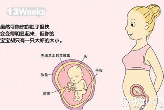 怀孕13-16周胎儿图 解答怀孕四个月胎儿有多大