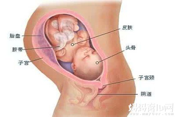【怀孕33周】孕33周胎儿发育标准怀孕三十三周重点关注