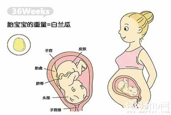 一张图揭秘孕36周胎儿发育标准 1分钟读懂胎儿腹中情况