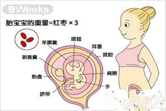 怀孕三个月胎儿有多大 怀孕9-12周胎儿图为你解答