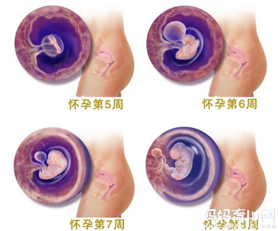 胎儿几个月听觉器官开始发育 听觉开始发育该如何胎教