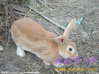 怀孕第2周 第12天胎教故事：《机智的灰兔》