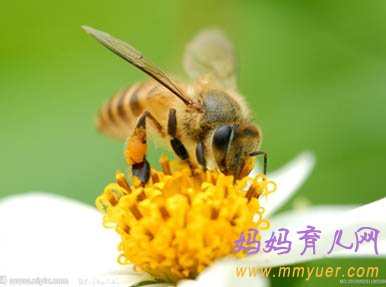 怀孕第4周 第28天胎教故事《蜂蜜的酿造过程》