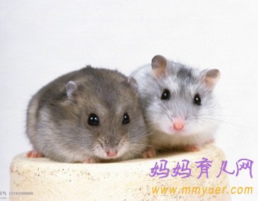 怀孕第3周 第20天胎教故事《没有朋友的老鼠》