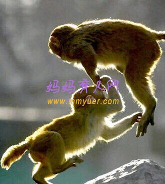 怀孕第1周第3天胎教故事：《猴子与骆驼》