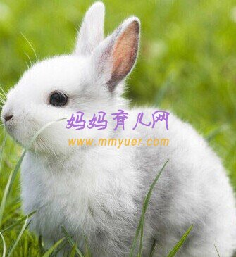 怀孕第1周第4天胎教故事：《真假小白兔》