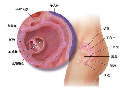 怀孕一个月胎儿图（怀孕一个月b超图）