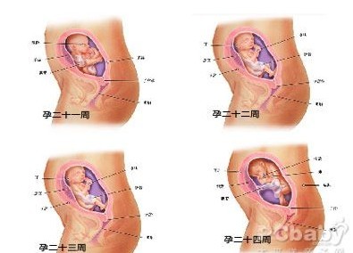 怀孕六个月胎儿图（男B超图）
