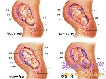 怀孕十个月胎儿图（B超图）