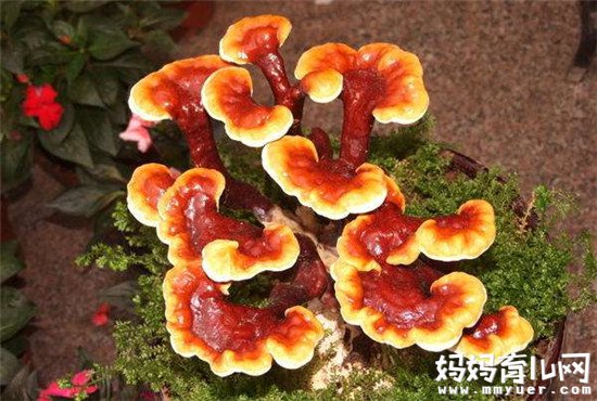 灵芝怎么吃的方法大总汇 最后一个吃法简直不能太赞！