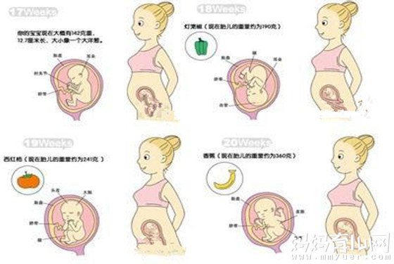 怀孕五个月胎儿图什么样 一张图把我看笑了