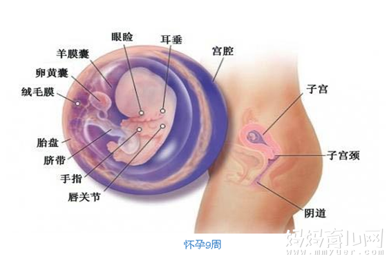 从怀孕三个月胎儿图 见证怀孕初期宝宝的成长过程