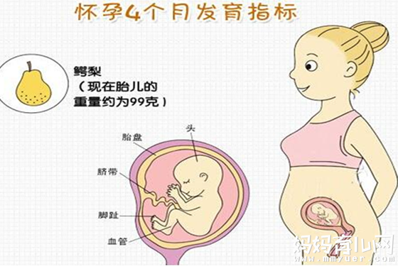 一直很好奇宝宝的发育情况 原来怀孕四个月胎儿图长这样