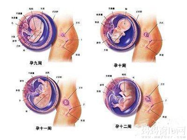 怀孕三个月肚子有多大 话不多说自己看图